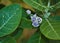 Calotropis Gigantea, TheÂ Crown Flower. Ark Flower Looks Beautiful Among Big Green Leaf.